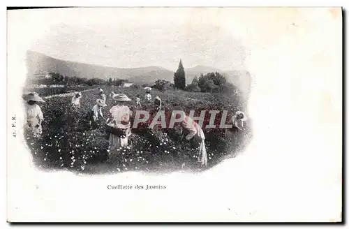 Cartes postales Cueillette des jasmins