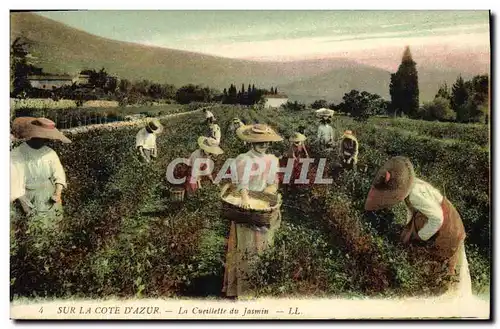 Cartes postales Cueillette du jasmin Cote d&#39Azur