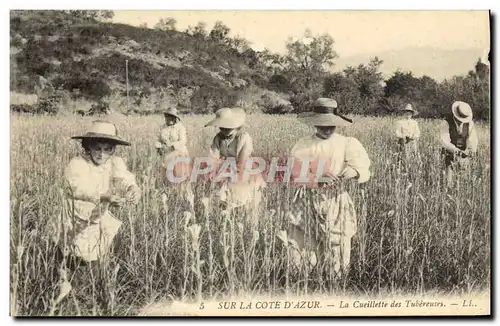 Cartes postales Cueillette des tubereuses Cote d&#39Azur
