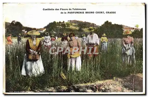 Cartes postales Cueillette des fleurs de tubereuses Parfumerie Bruno Court Grasse