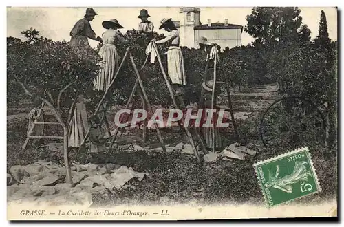 Cartes postales Cueillette des fleurs d&#39oranger Grasse