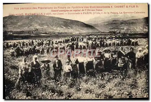 Ansichtskarte AK Cueillette Vue partielle des plantations de fleurs de Pyrethre des etablissements Caubet & Fils