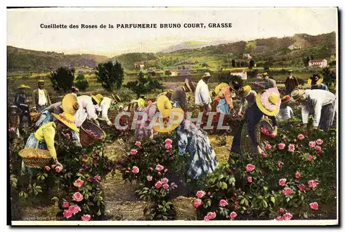 Cartes postales Cueillette des roses de la Parfumerie Bruno Court Grasse