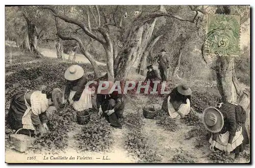 Cartes postales Cueillette des violettes