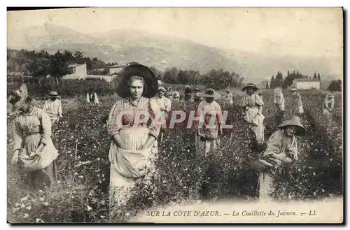 Cartes postales Cueillette du jasmin Cote d&#39Azur