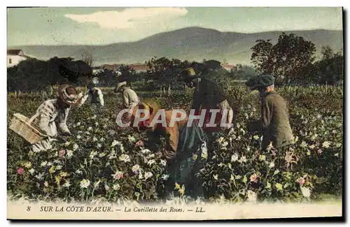 Cartes postales Cueillette des roses Cote d&#39Azur