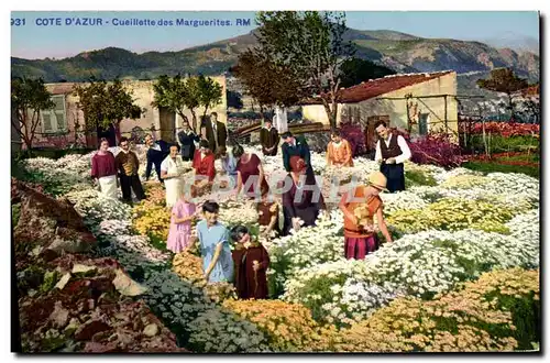 Cartes postales Cueillette des marguerites Cote d&#39Azur