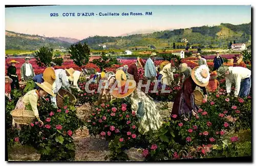 Cartes postales Cueillette des roses Cote d&#39Azur