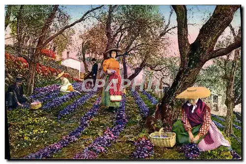 Cartes postales Cueillette des violettes Cote d&#39Azur
