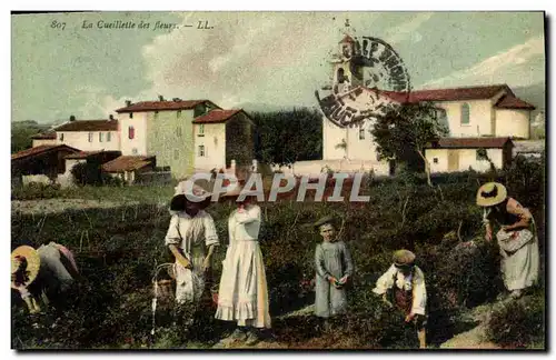 Cartes postales Cueillette des fleurs