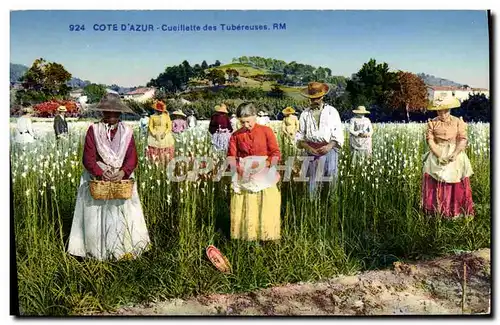 Cartes postales Cueillette des tubereuses Cote d&#39azur