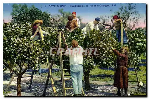 Ansichtskarte AK Cueillette de la fleur d&#39oranger Cote d&#39Azur