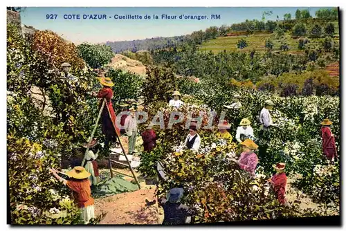 Cartes postales Cueillette de la fleur d&#39oranger Cote d&#39Azur