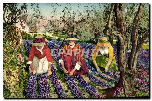 Cartes postales Cueillette des violettes Cote d&#39azur