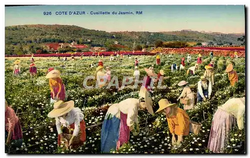 Cartes postales Cueillette du jasmin Cote d&#39Azur