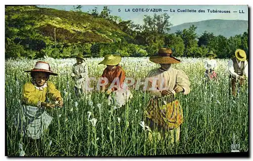Cartes postales Cueillette des Tubereuses Cote d&#39Azur