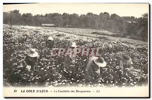 Cartes postales Cueillette des marguerites Cote d&#39Azur