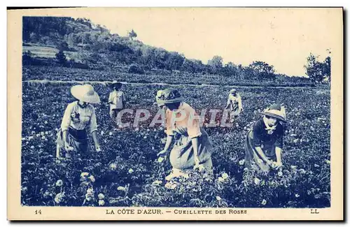 Cartes postales Cueillette des roses Cote d&#39Azur