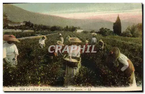 Cartes postales Cueillette du jasmin Cote d&#39Azur