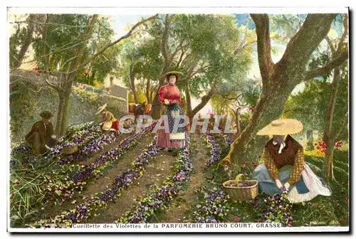 Cartes postales Cueillette des violettes de la Parfumerie Bruno Court Grasse