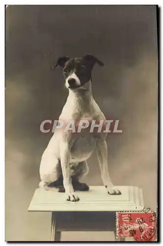 Cartes postales Chien Chiens