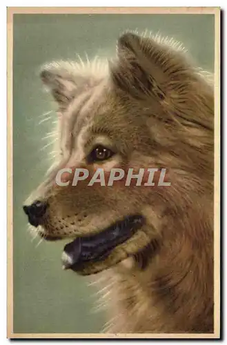 Cartes postales Chien Chiens