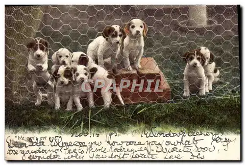 Cartes postales Chien Chiens