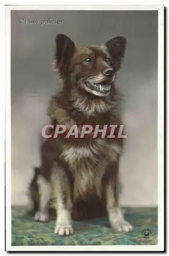 Cartes postales Chien Chiens