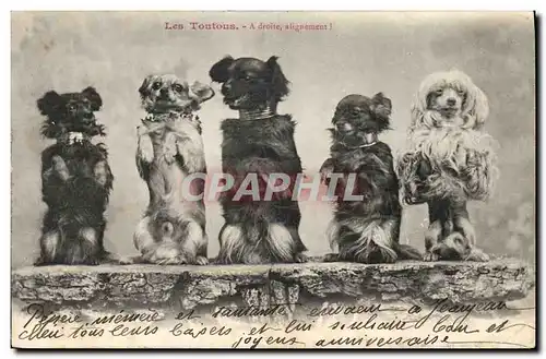 Cartes postales Chien Chiens Les toutous