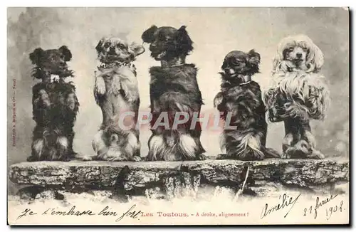 Cartes postales Chien Chiens Les toutous