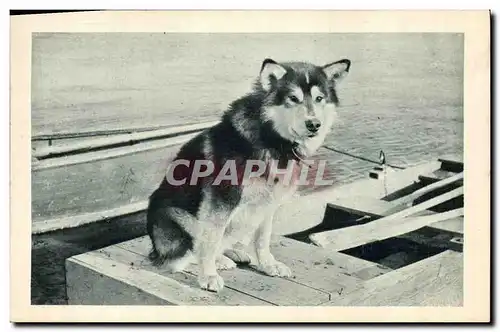 Cartes postales Chien Chiens Spat le chien de tete de l&#39attelage de Mary&#39s igloo Alaska Polaire