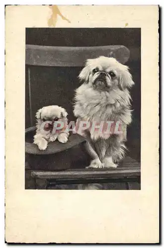 Cartes postales Chien Chiens