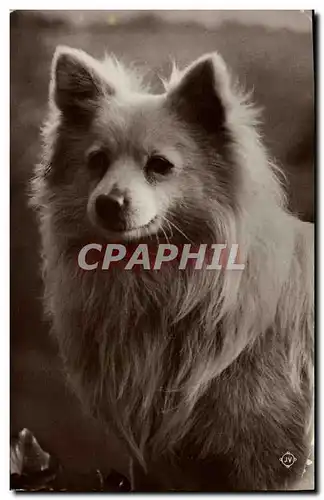 Cartes postales Chien Chiens