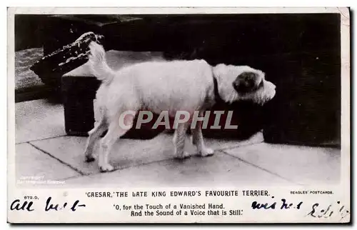 Cartes postales Chien Chiens Caesar The late king Edward&#39s favourite Terrier