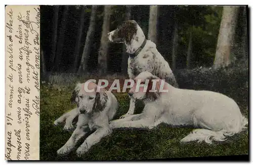 Cartes postales Chien Chiens