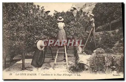 Cartes postales Cote d&#39Azur Cueillette de la fleur d&#39oranger