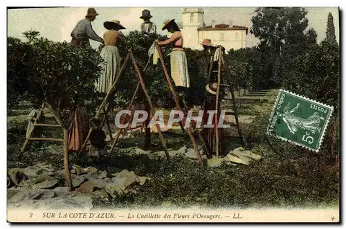 Cartes postales Cueillette des fleurs d&#39orangers Cote d&#39Azur