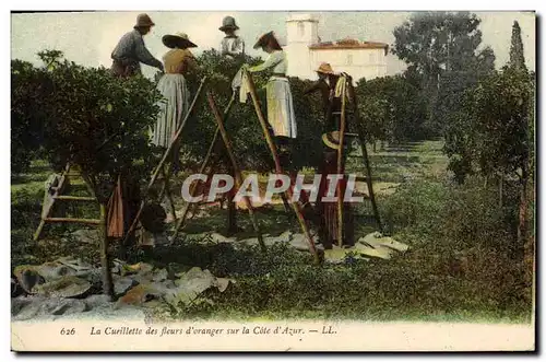 Cartes postales Cueillette des fleurs d&#39orangers Cote d&#39Azur