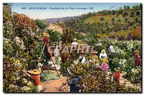 Cartes postales Cote d&#39Azur Cueillette de la fleur d&#39oranger