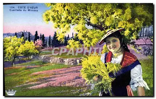 Cartes postales Cote d&#39Azur Cueillette du mimosa
