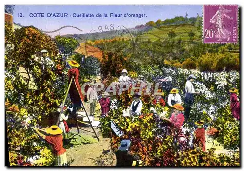 Ansichtskarte AK Cote d&#39Azur Cueillette de la fleur d&#39oranger