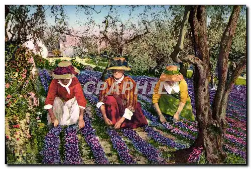 Cartes postales Cote d&#39Azur Cueillette des violettes