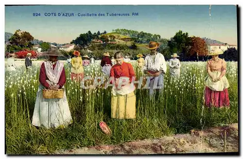 Cartes postales Cote d'Azur Cueillette des Tubereuses