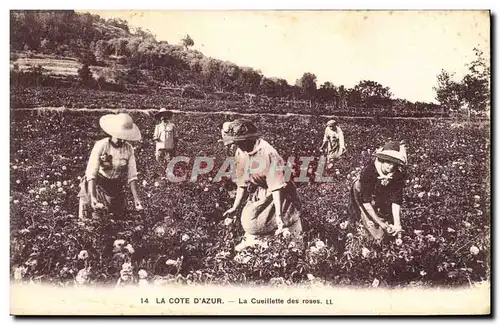 Cartes postales Cote d&#39Azur Cueillette des roses