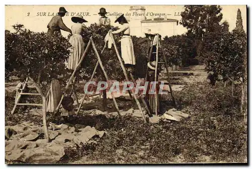 Ansichtskarte AK Cote d&#39Azur Cueillette des fleurs d&#39orangers