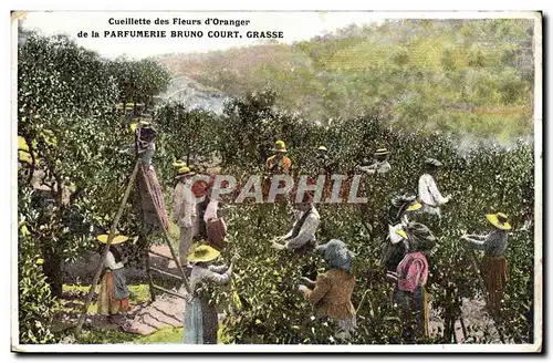 Cartes postales Cueillette des fleurs d&#39orangers Parfumerie Bruno Court Grasse