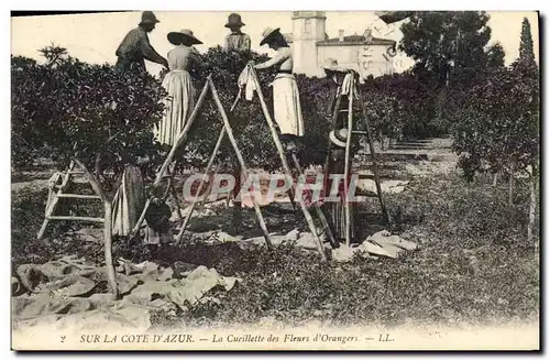 Ansichtskarte AK Cueillette des fleurs d&#39orangers Cote d&#39Azur