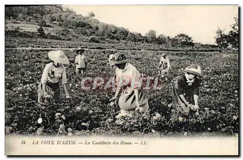 Cartes postales Cote d&#39Azur La cueillette des roses