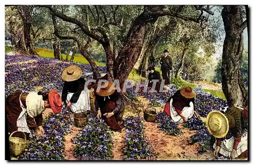 Cartes postales Cote d&#39Azur La cueillette des violettes