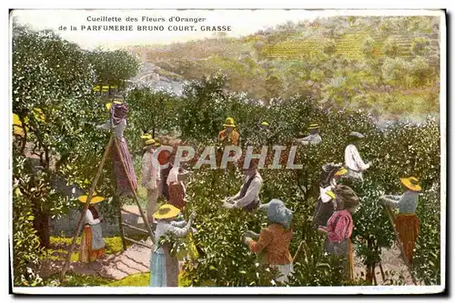 Cartes postales Cote d&#39Azur La cueillette des fleurs d&#39orangers Parfumerie Bruno Court Grasse